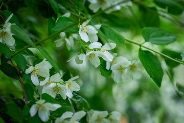 Beautiful Jasmin flowers on a green blurred ground