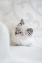 Fototapeta na wymiar Closeup of cute Ragdoll kitten on white background