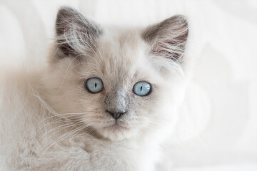 Fototapeta premium Cute Ragdoll kitten with beautiful blue eyes on white background