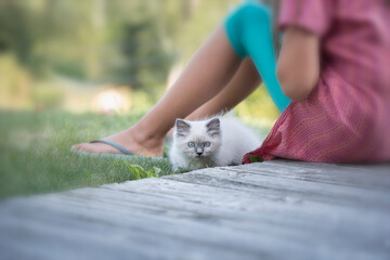 Cute Rag doll kitten hidding under girl's legs 