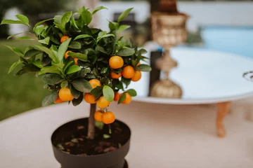Fotobehang Bonsai A tangerine tree in a pot in the yard  © Dragica