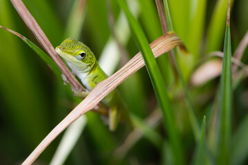 Green Anole Lizard Resting on a Blade of Grass