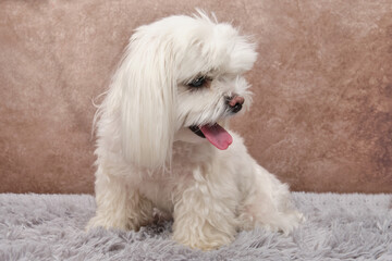 A cute white Maltese dog is sitting on a gray rug with its tongue out. Vintage background