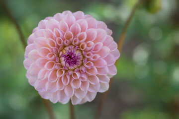 Closeup of pink Dahlia flower on green blurred background