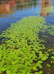water lilies in the pond