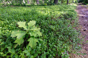 Small oak bush in a coniferous forest. Small deciduous tree growing in a high forest.