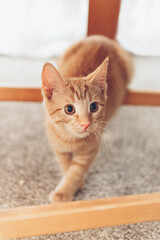 Cute little red kitten is walkes on the carpeted floor in between chairs