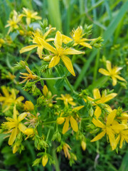 Yellow flowers of wild hypericum
