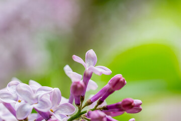 Blooming lilac close-up. Light purple spring flowers. Flowering shrub