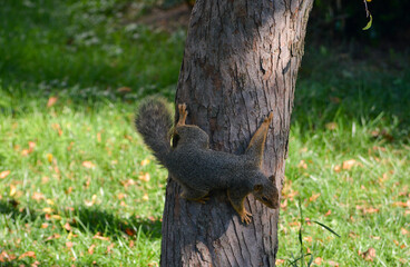 Earl Squirrel Family Breakfast