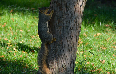 Earl Squirrel Family Breakfast