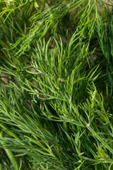 Raw Green Organic Dill Herb