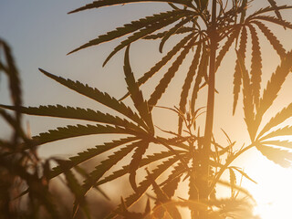 Hemp bush in the sun. Silhouette of bush with marijuana against the sky at sunset.
