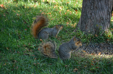 Earl Squirrel Family Breakfast