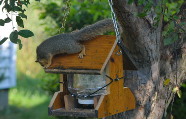Earl Squirrel Family Breakfast
