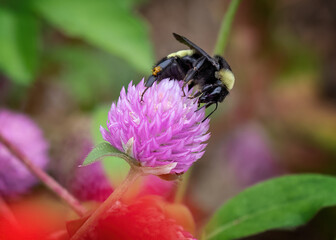 Bumblebee on a flower