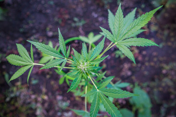 cannabis hemp bush in a greenhouse