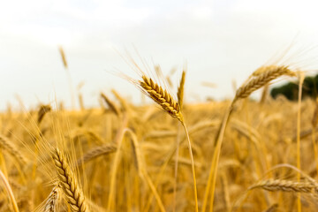 Wheat field. Ears of golden wheat close up. Beautiful Nature. Rich harvest Concept.