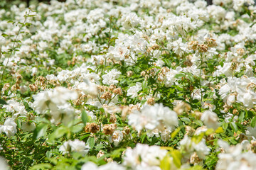 A view of a landscape of white rose bushes on a sunny day.