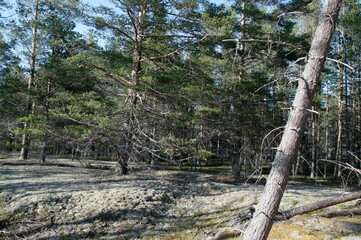 white moss in a pine forest