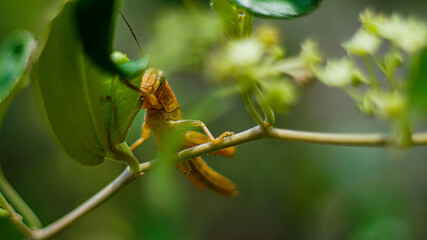 Yellowish Brown Locust (grasshopper ) in action of devouring plants
