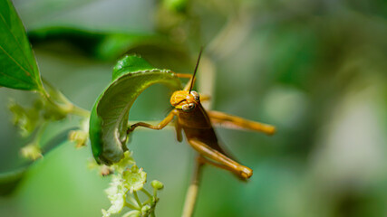 Yellowish Brown Locust (grasshopper ) in action of devouring plants