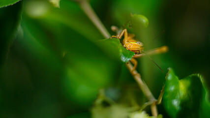 Yellowish Brown Locust (grasshopper ) in action of devouring plants