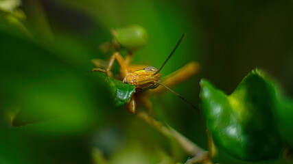 Yellowish Brown Locust (grasshopper ) in action of devouring plants