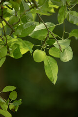 Young Unripened Apple on Tree with Green Background