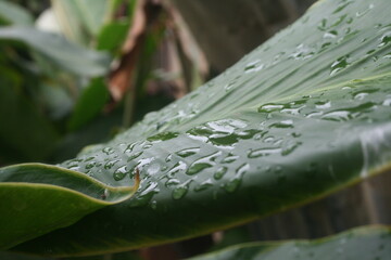 Plant leaf decorated with water drops from winter rain