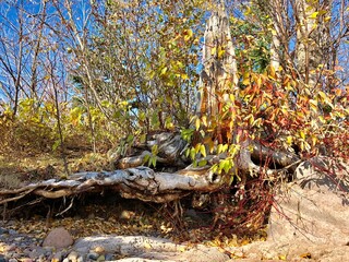 Tree roots exposed on the lake shore. 