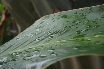 Plant leaf decorated with water drops from winter rain