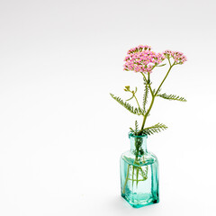 Yarrow. Pink inflorescence herb (Achillea millefolium) © elenarostunova