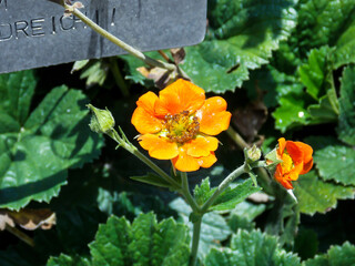 Geum heldreichii flower close up