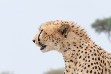 Gepard Kopf seitlich kenia 