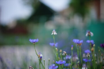 Cornflower blue flowers grow in the rural garden.