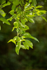 Young Unripe Apples hanging on branch with Green Background