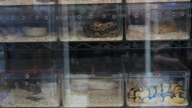 Captive bred snakes for sale. Small plastic boxes with captive bred ball pythons of various morphs placed on stall on Chatuchak Market in Bangkok, Thailand.