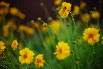 Coreopsis yellow flowers grow in the evening garden.