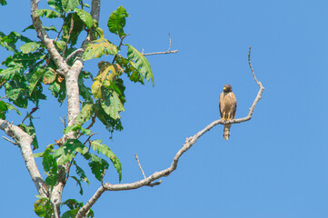 Eagle pearched on an isolated branch, Pantanal, Brazil. Blue sky in the background