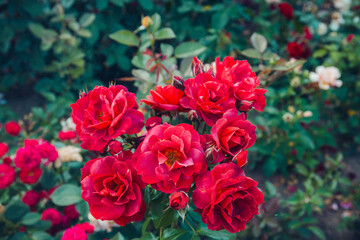 Rosary. Magnificent bushes of blooming red roses. Selective focus