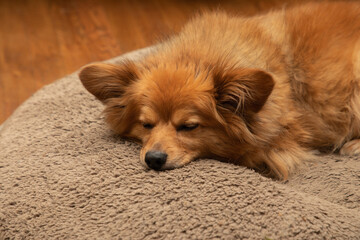Sleepy Pomeranian Beagle Mix on Dog Bed  with ears up monochromatic browns