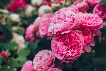 Rosary. Magnificent bushes of blooming pink roses. Selective focus