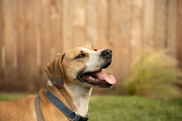 Happy Big Dog Hound with Blue Collar and Harness Playing in Back Yard Tongue Hanging Out with Cedar Fence Background