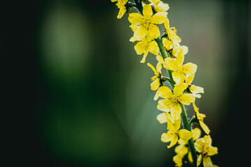 Aigremoine élevée ou agrimonia procera - Jolie fleur colorée dans le jardin