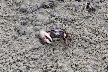 A fiddler grab, Uca tangeri, on a mudflat