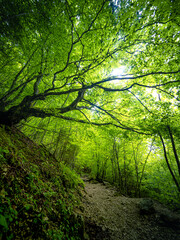 Naklejka premium Wanderweg durch den Wald