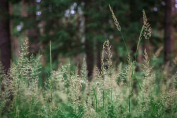 Tall grass grows in the forest.