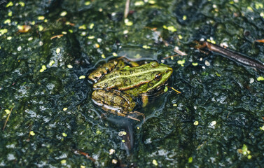 Green frog in a swamp, close-up.