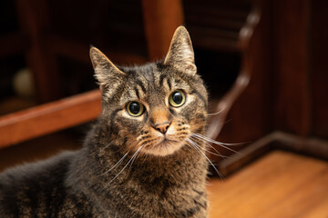 Teddy Bear,  The American Shorthair Cat Wide Eyed Posing Long Whiskers